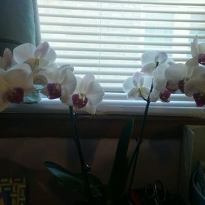 Meet your Posher, Deborah